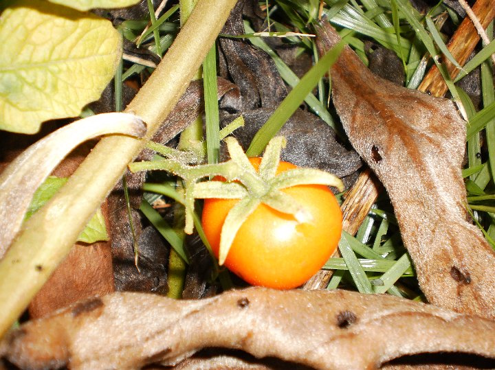 Tiny tomato.JPG - Tiny tomato